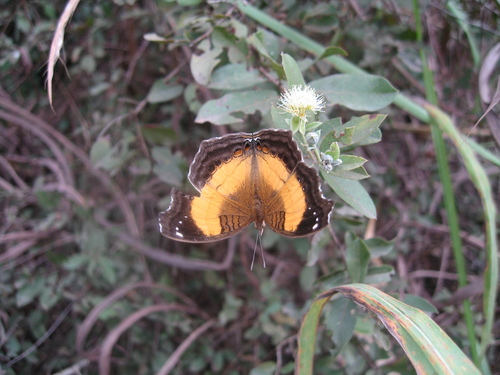 Junonia terea terea
