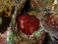Meridiastra