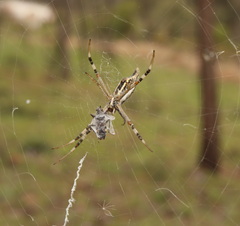 Argiope protensa