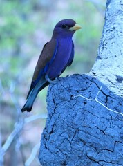 Eurystomus glaucurus