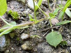 Stellaria media
