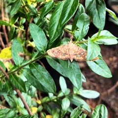 Ischnurges gratiosalis