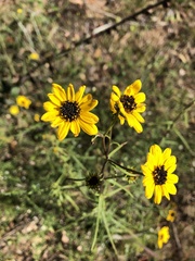 Helianthus atrorubens