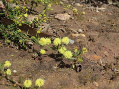 Acacia aculeatissima