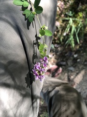 Lespedeza stuevei