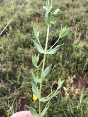 Hypericum gramineum
