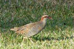 Gallirallus philippensis