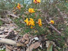 Pultenaea gunnii