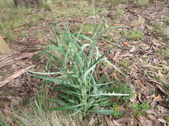 Senecio quadridentatus