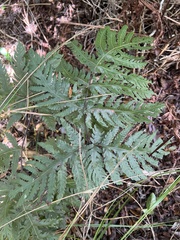 Tectaria gaudichaudii