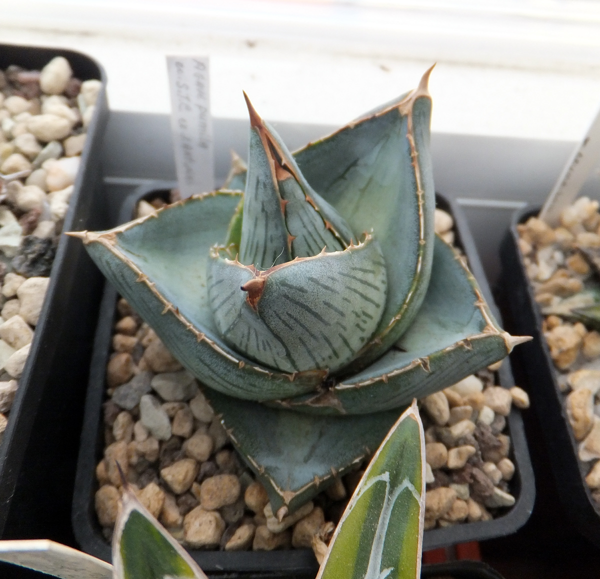 Agave pumila  iNaturalist