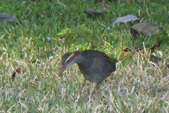 Gallirallus philippensis