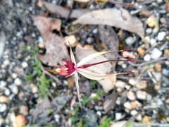 Caladenia australis