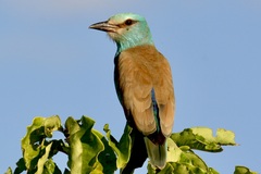 Coracias garrulus