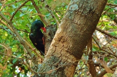 Phoeniculus purpureus