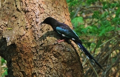 Phoeniculus purpureus