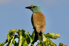 Coracias garrulus