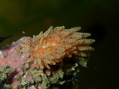 Caldukia affinis