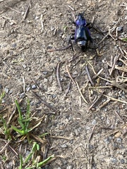 Carabus problematicus