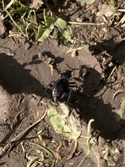 Carabus problematicus