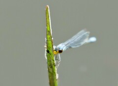 Pseudagrion citricola