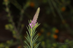 Comesperma