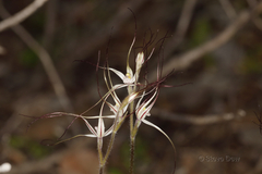 Caladenia microchila