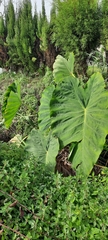 Alocasia macrorrhizos