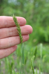 Agropyron