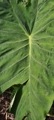 Alocasia macrorrhizos