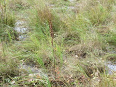 Rumex aquaticus