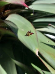 Gasteracantha fornicata
