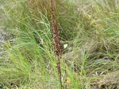 Rumex aquaticus