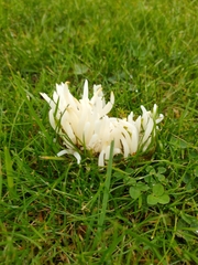 Clavaria