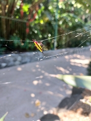 Gasteracantha fornicata