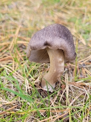 Fungi