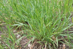 Agropyron