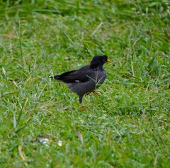 Acridotheres fuscus