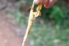 Cestoda