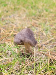 Fungi