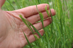 Agropyron
