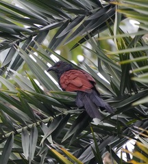 Centropus sinensis parroti