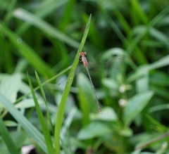 Lestes elatus
