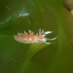 Coryphellina poenicia