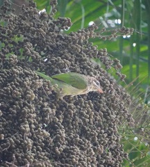 Psilopogon viridis