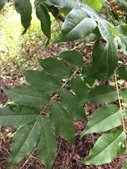 Phellodendron japonicum