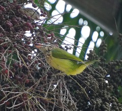 Psilopogon viridis