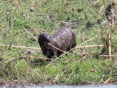 Hydrictis maculicollis