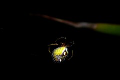 Poecilopachys australasia