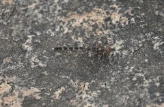 Bradinopyga geminata